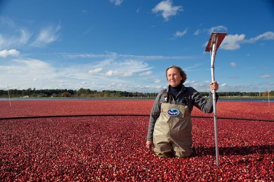 Worker standing in a cranberry bog
